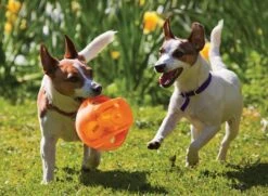 Kong Jumbler Ball Assorti 13 Kong Jumbler Ball Assorti -Dierenwinkel 0035585034089 met honden