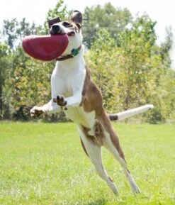 Kong Classic Flyer -Dierenwinkel 0035585129082 met hond 4