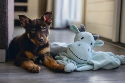 Beeztees Puppy Knuffeldoek Draak M 8 Beeztees Puppy Knuffeldoek Draak M -Dierenwinkel 0619493 sfeer2