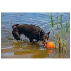 Beeztees Apportino Bal 9 Beeztees Apportino Bal -Dierenwinkel 0625880 3