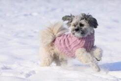 Designed By Lotte Hondentrui Haida Roze -Dierenwinkel 0766671 sfeer3