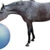QHP Paardenvoetbal Blauw 100 Cm -Dierenwinkel 106104 8005bl 1