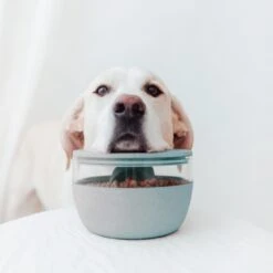 District 70 Treat Jar Ice Blue -Dierenwinkel 2J8A7537 1