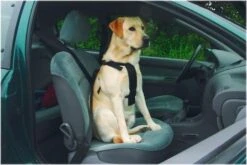 Beeztees Wandel- En Autotuig -Dierenwinkel 6329