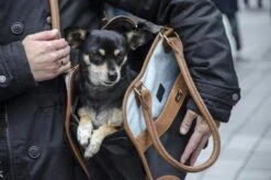 Innopet Schoudertas Hond Traveler Urban Black/cognac -Dierenwinkel 8718403401264 2