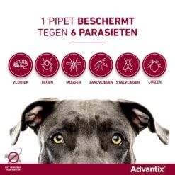 Advantix 250 4 Pipetten 8 Advantix 250 4 Pipetten -Dierenwinkel Advantix pipettegen6parasieten 1