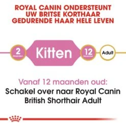 Royal Canin Kattenvoer British Shorthair Kitten 2 Kg -Dierenwinkel royal canin british shorthair kitten kitten kat brits korthaar hero image 8