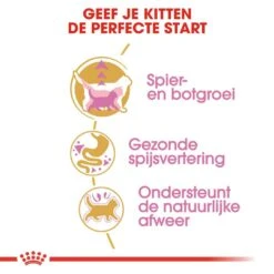 Royal Canin Kattenvoer British Shorthair Kitten 2 Kg -Dierenwinkel royal canin british shorthair kitten kitten kat brits korthaar hero usp