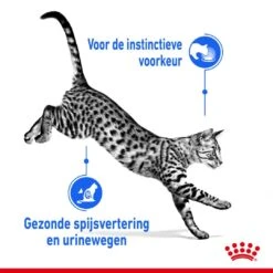 Royal Canin Kattenvoer Indoor In Jelly 12 X 85 Gr -Dierenwinkel royal canin indoor sterilised jelly volwassen kat binnenkatten hero usp