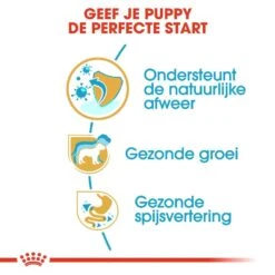 Royal Canin Hondenvoer Jack Russell Puppy 1,5 Kg -Dierenwinkel royal canin jack russell terrier junior pup hond jack russell terrier hero usp