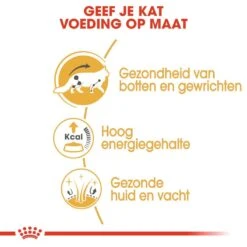 Royal Canin Kattenvoer Maine Coon Adult 12 X 85 Gr -Dierenwinkel royal canin maine coon adult natvoer volwassen kat maine coon van 15 maanden tot 12 jaar hero usp