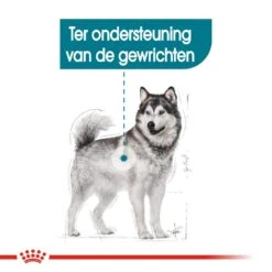 Royal Canin Hondenvoer Joint Care Maxi 10 Kg -Dierenwinkel royal canin maxi joint care volwassen hond ondersteuning gewrichten hero breed animal