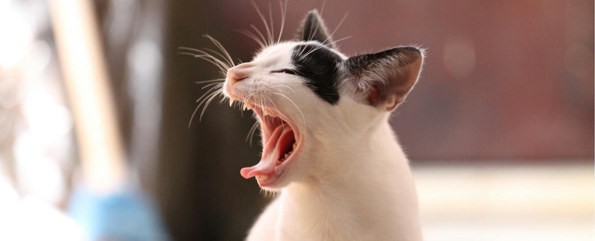 Dierenwinkel -Dierenwinkel pexels pixabay 56857