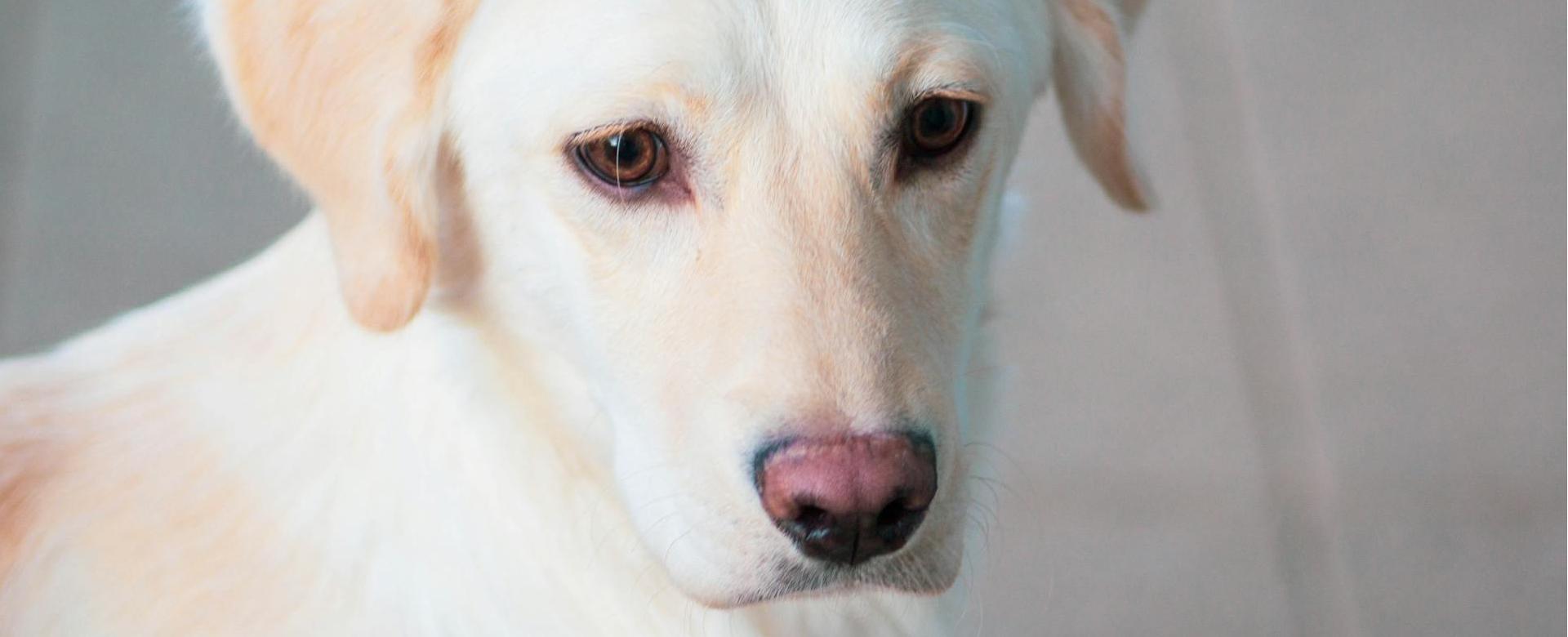 Dierenwinkel -Dierenwinkel pexels steshkacroes 1289555